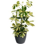 Schefflera Dalton + Cachep Antracite